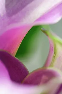 Fragile Prints: Close up of calla lily flower
