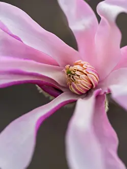 Kingston Prints: Close up of center of magnolia flower blooming in spring