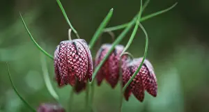 Kingston Prints: Close up of checkered lily fritillaria flowers in spring garden