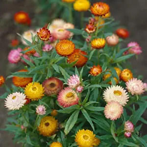 Borders Prints: Close up of clump ofmulticoloured everlasting flowers