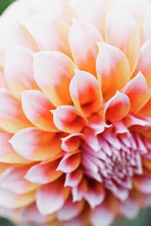 Natural Pattern Prints: Close up of a dahlia flower
