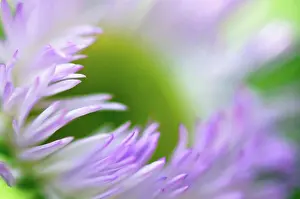 Daisy Prints: Close up of daisy flower