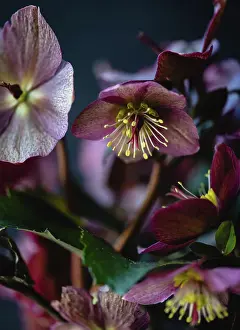 Petals Prints: Close up of dark purple helebore flowers blooming in spring