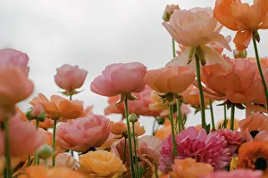 Petals Prints: close up of delicate petals of ranunculus flowers