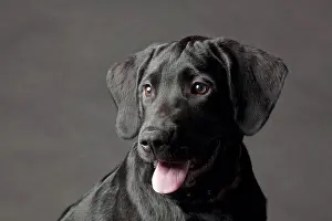 Curiosity Prints: Close up of dog's panting face