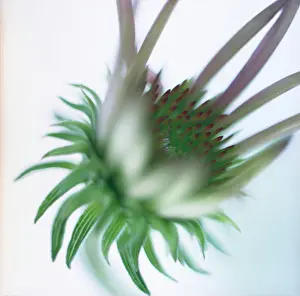 Magenta Prints: Close up of Echinacea Purpurea, Purple cone flower in opening stage