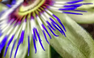 Concentric Prints: Close up of Exotic Passion flower
