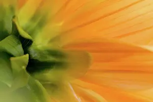 Defocused Prints: Close up of flower