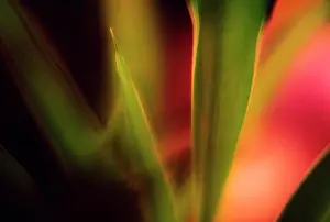 Shallow Focus Prints: Close up of flower