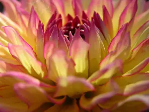 Opening Prints: CLOSE UP OF FLOWER DAHLIA