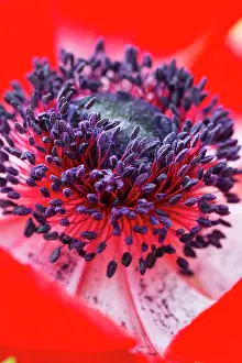 Natural Pattern Prints: Close up of a flower with red petals and purple stamens