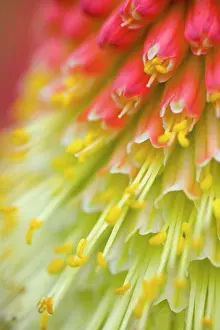 Blossoming Prints: Close up of flower stamen
