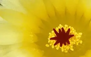 Pollen Prints: Close Up of Flower Stamin