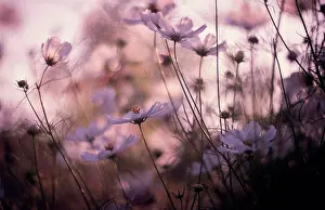 Large Group Prints: Close up of flowers in field