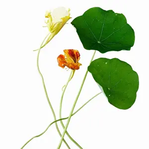 Still Lifes Prints: Close up of flowers and leaves