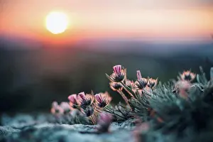 Midsummer Prints: Close up of flowers at sunset