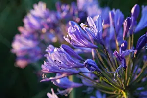 Buds Prints: Close up of fly on Agapanthus Africanus flower