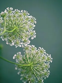 Diverse Prints: Close Up of Fragile Dill Umbels on Summer Meadow on a sunny day