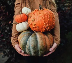Kingston Prints: Close up of girl's arms holding a variety of pumpkins on fall day