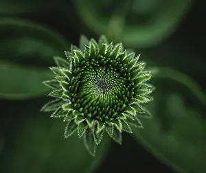 Kingston Prints: Close up of green bud of echinacea flower growing in a garden