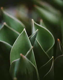 Tulips Prints: Close up of green leaves of tulip flowers in garden on spring day
