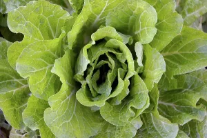 Golf Prints: Close up of green lettuce