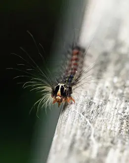 Arthropod Prints: Close up of gypsy moth caterpillar crawling on wood