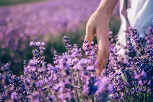 Cloudscape Prints: Close up on hand of happy young woman in white dress on blooming fragrant lavender fields with endless rows