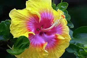Kauai Prints: Close up of Hibiscus flower, Kauai, Hawaii, USA