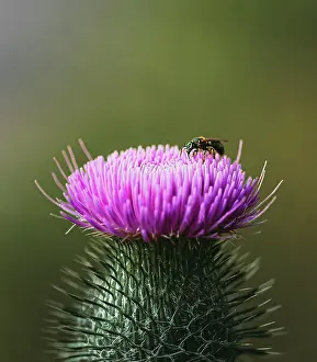 Kingston Prints: Close up of insect on top of flowering thistle plant in summer