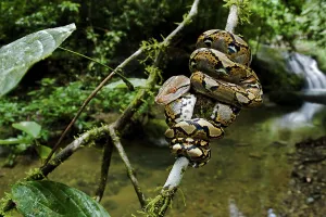 Island Of Borneo Prints: Close up of juvenile reticulated python (Python reticulatus) resting on sapling