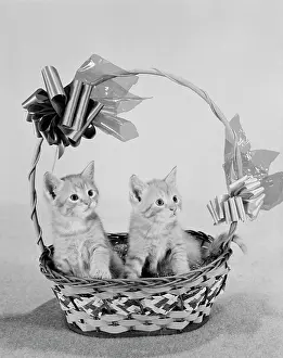 Basket Prints: Close up of two kittens in basket