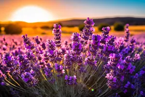 Violet Prints: a close up of a lavender flowers in a field. generative ai