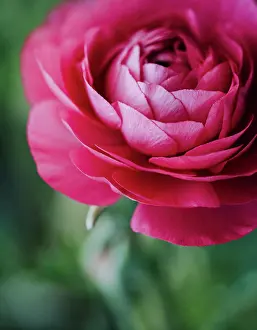 Petals Prints: Close up of layered petals of pink ranunculus flower in garden