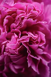 Petals Prints: Close up of layers of pink peony flower petals in bloom