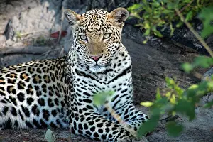 Large Format Prints: Close up leopard portrait sitting (Large format sizes available)