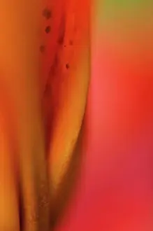 Soft Focus Prints: Close up of lily flower