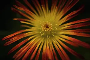 Courtyard Prints: Up close macro shot of orange and yellow flower