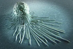 Defense Prints: A close up of a macrophage cell