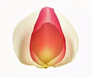 Opening Prints: Close up of multicolor flower petals