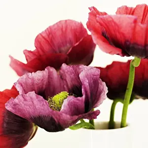 Still Lifes Prints: Close up of multicolored flowers