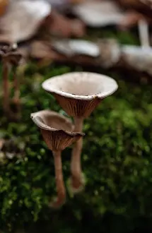 Close up of mushrooms growing on the forest floor