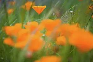 Flower Head Prints: Close Up Of Orange Poppy Flowers