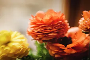 Valentines Prints: Up close orange and yellow ranunculus flowers in window light indoors
