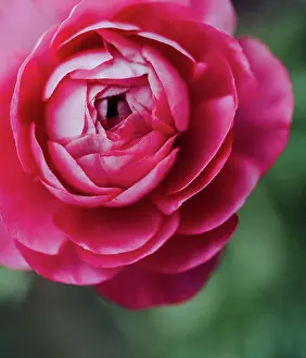 Kingston Prints: Close up of petals on pink ranunculus flower in garden
