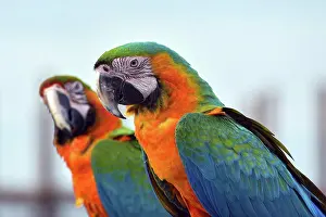 Wing Prints: Close up photo of a macaw parrots