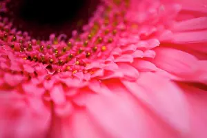 Petals Prints: Close Up Of A Pink Flower