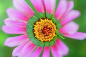 Sublime Prints: Close up of pink flower, United Kingdom, Europe