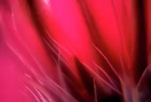 Soft Focus Prints: Close up of pink flowers