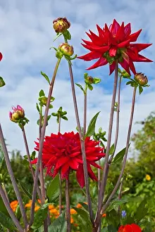 Summers Prints: Close up of pink flowers